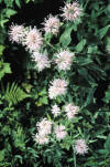 Monarda fistulosa flowers.jpg