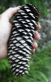 Picea abies cone USFWS.jpg