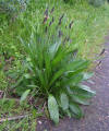 Ribwort 600.jpg