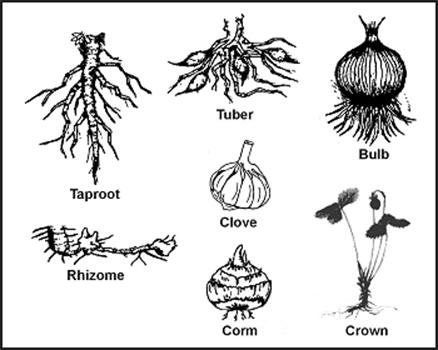 Figure 9-4. Root Structures