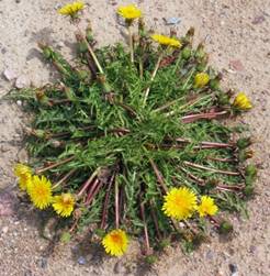 https://upload.wikimedia.org/wikipedia/commons/5/53/Gew%C3%B6hnlicher_L%C3%B6wenzahn_Taraxacum_officinale_agg._big.jpg