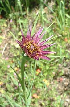 https://upload.wikimedia.org/wikipedia/commons/e/ef/Tragopogon_porrifolius_flower.jpg