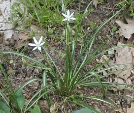 Image result for star of bethlehem, plant