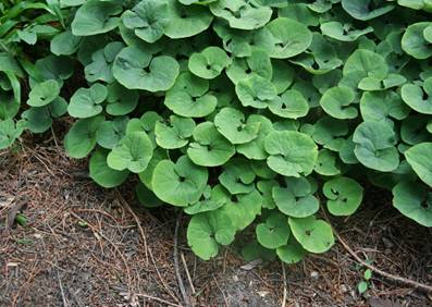 https://upload.wikimedia.org/wikipedia/commons/thumb/7/72/Asarum_canadense_03.jpg/1920px-Asarum_canadense_03.jpg