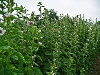 https://upload.wikimedia.org/wikipedia/commons/thumb/1/18/Althaea_officinalis_001.JPG/1280px-Althaea_officinalis_001.JPG