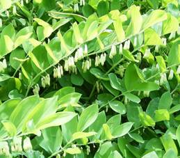 https://upload.wikimedia.org/wikipedia/commons/c/ca/Polygonatum_falcatum_Mainau_ies.jpg