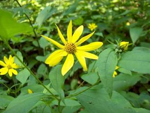 https://upload.wikimedia.org/wikipedia/commons/0/0b/Helianthus_strumosus.jpg