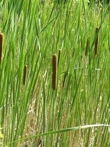 https://upload.wikimedia.org/wikipedia/commons/thumb/5/5f/Typha_angustifolia1.JPG/800px-Typha_angustifolia1.JPG