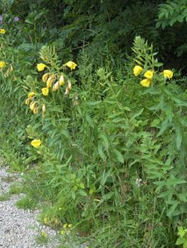 https://upload.wikimedia.org/wikipedia/commons/thumb/8/8e/Oenothera_%C3%97_fallax_001.jpg/800px-Oenothera_%C3%97_fallax_001.jpg