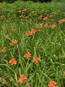 https://upload.wikimedia.org/wikipedia/commons/thumb/3/33/Hemerocallis001.jpg/800px-Hemerocallis001.jpg