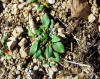 Rumex acetosella30102001 rosette.JPG