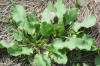 Rumex crispus15052006rosette.JPG