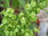 Rumex crispus detail2.jpeg