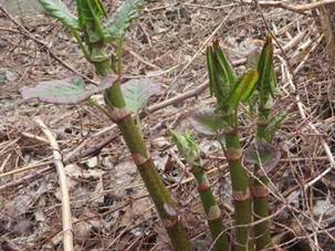 https://sites.google.com/site/groceryalternative/_/rsrc/1399898660894/edible-plants/japanese-knotweed/japanese%20knotweed%20sprouts.JPG