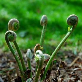 fiddlehead-spring