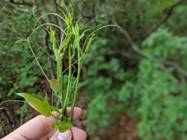 Smilax rotundifolia better known as Greenbrier. The tendrils of this plant and young leaves are edible raw or cooked. Looking for a good trail snack try one of these. #greenbrier #smilaxrotundifolia #foragedfood #foraged #gather #wildfood #brier #hikingtrip #hikingadventure #springforaging #googlepixel2xl #googlepixel #pixel2xlportraitmode #pixel2xlphotography #pixel2xl #teampixel2xl #teampixel #pixel (don't eat anything you can't identify 100%)