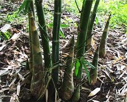 http://1.bp.blogspot.com/-bXIFuBUnrKk/T5PyXFfL7wI/AAAAAAAAAUQ/tJQq59K7jKo/s1600/Bamboo+shoots.jpg