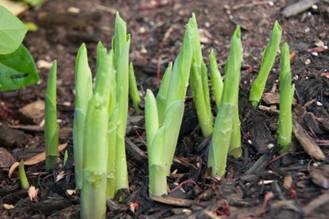 hosta shoots