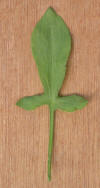 Schapenzuring blad Rumex acetosella.jpg