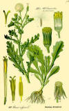 Senecio vulgaris Groundsel