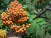 Sorbus americana.jpg