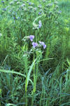 Tradescantia ohiensis.jpg