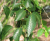 Ulmus pumila leaves.jpg