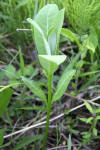 Young Milkweed Shoot