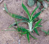 Large crabgrass | Integrated Pest Management Program