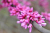 eastern-redbud-tree-cercis-canadensis