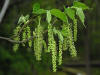 Red Mulberry (Morus rubra) staminate flowers