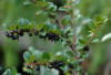 leaves and fruit